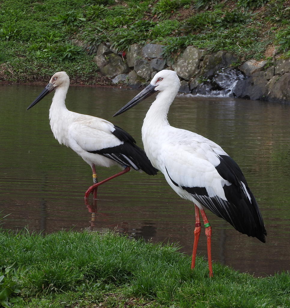 storks